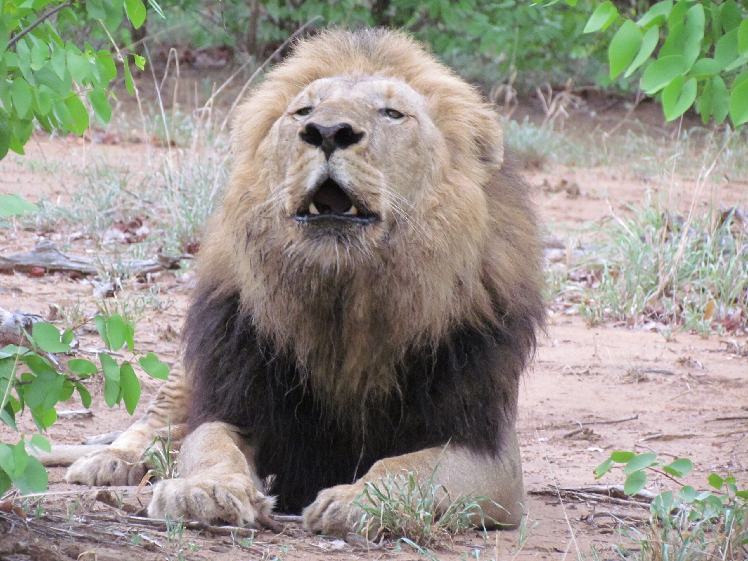 Male Lion seen on Kruger National Park Game Drive