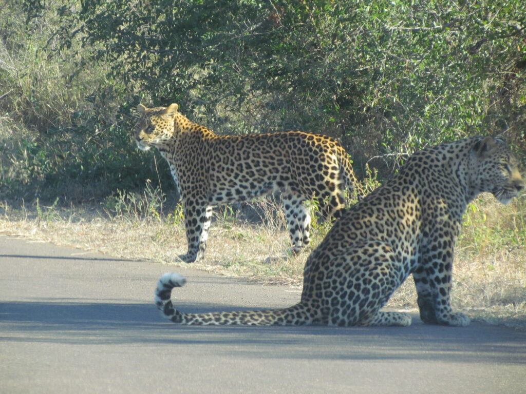 Leopards seen on Kruger Park Safari