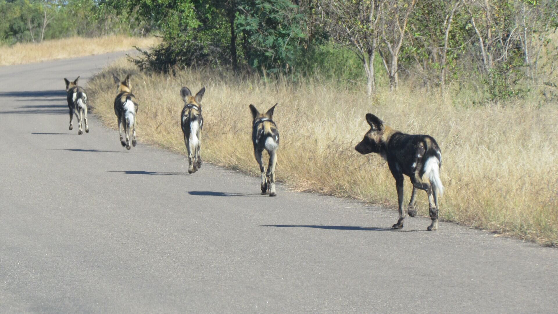 Wild Dogs seen on Kruger Park Safari Drive