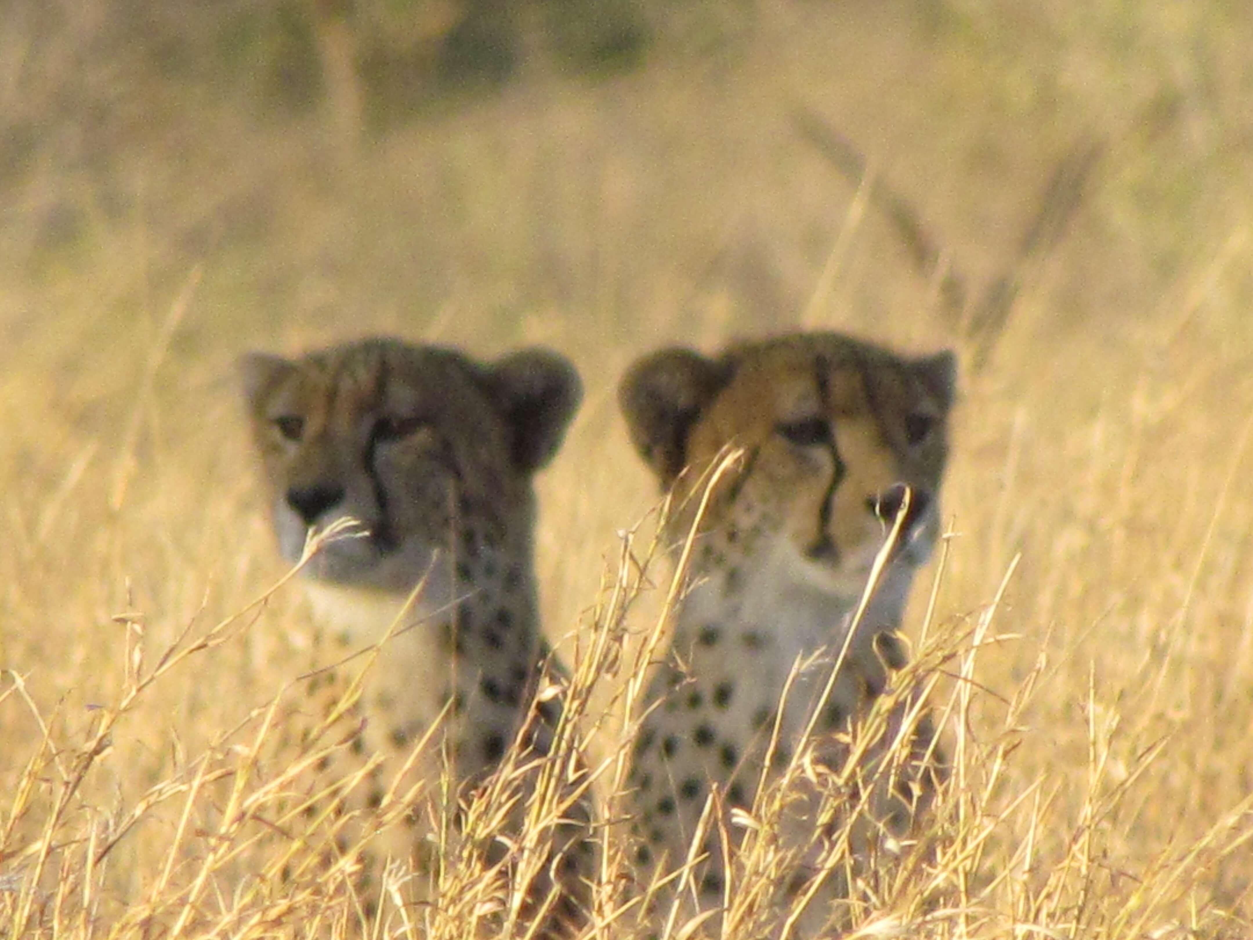 Cheetahs seen on Kruger Park Game Drive