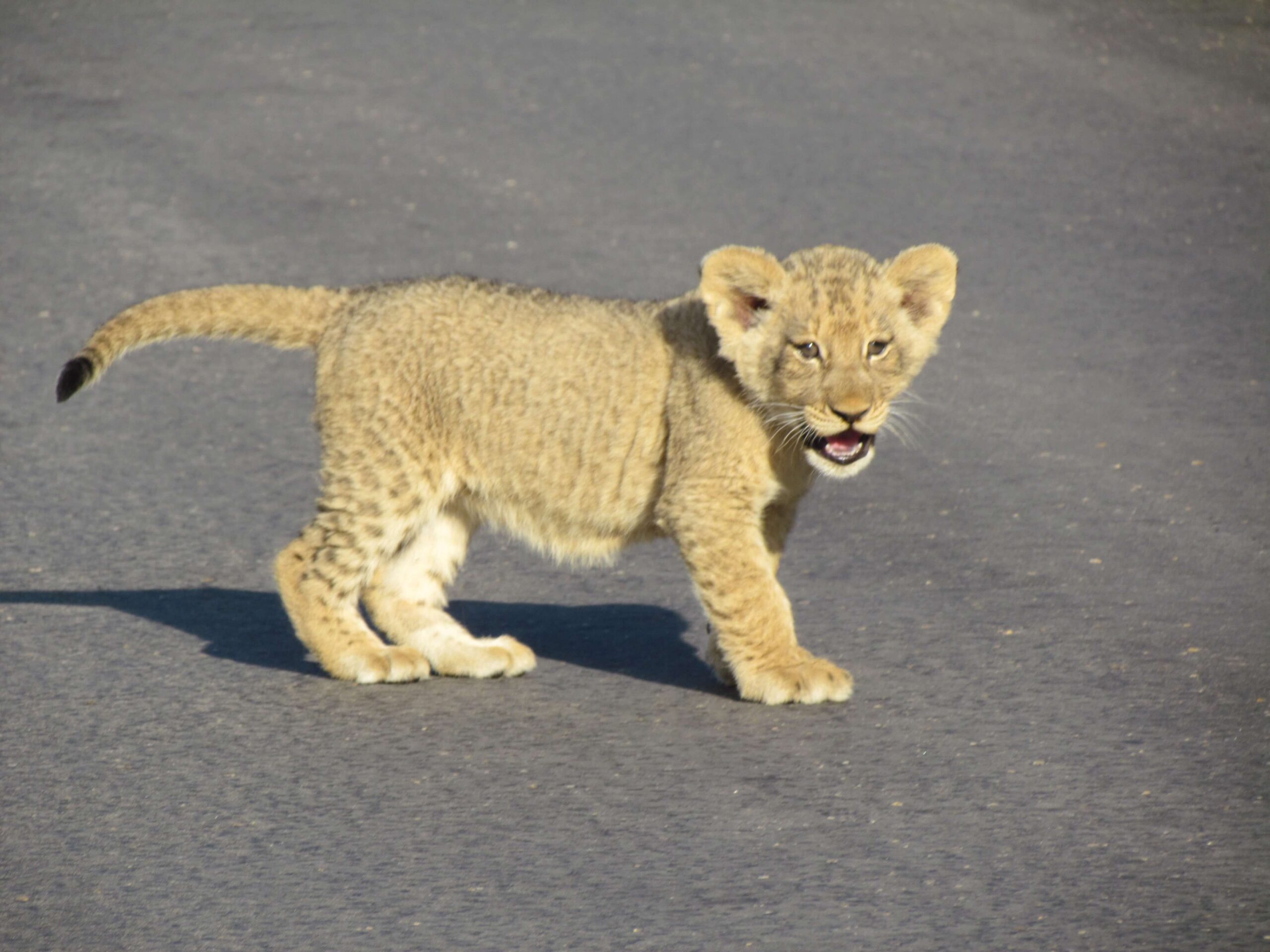 Lion Cub seen Kruger Park Drive