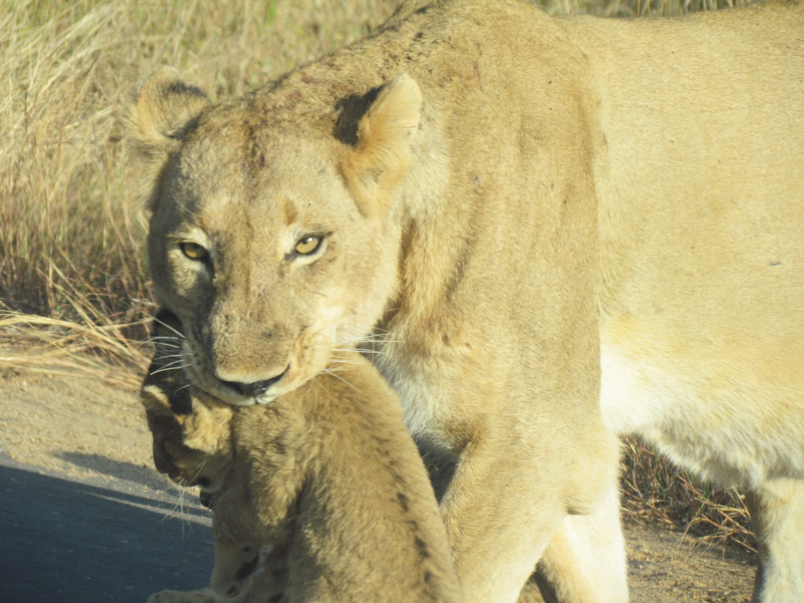 Kruger Park Lioness carrying her cub